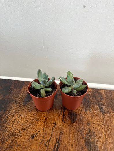 Mini succulent house plant