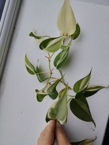 Philodendron Billetai, sodiroi, and hederaceum 'rio'