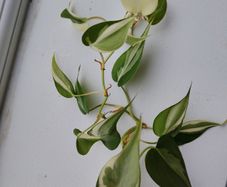 Philodendron Billetai, sodiroi, and hederaceum 'rio'