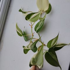 Philodendron Billetai, sodiroi, and hederaceum 'rio'
