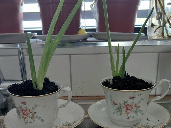 Aloe vera plants wirh Arpo fine China cups and saucers.