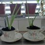 Aloe vera plants wirh Arpo fine China cups and saucers. Image 2