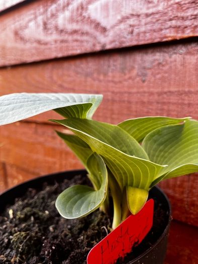 Hosta First Frost and Autumn Moon