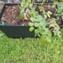 Flower pots/planters Image 2
