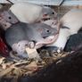 pet baby rats Image 2