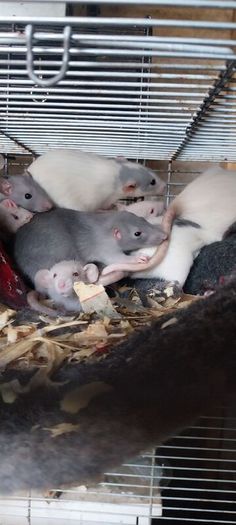 pet baby rats