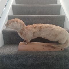 Taxidermy