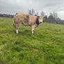 Show roan BB heifer Image 3