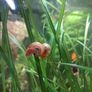 ramshorn snails Image 4