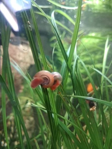 ramshorn snails