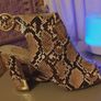 womens shoes Image 2