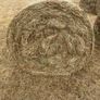 Hay for sale Image 2