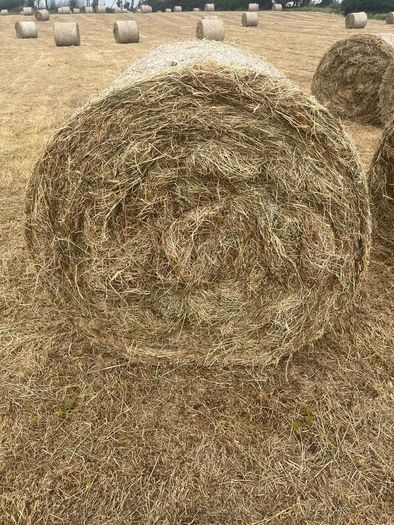 Hay for sale