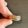 Ladies 9ct Gold Diamond Ring yellow white and rose gold top Image 6
