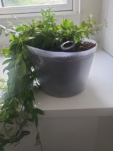 Aeschynanthus Hybrid