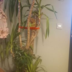 yuka and pot