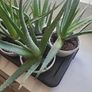 Aloe Vera plants Image 4