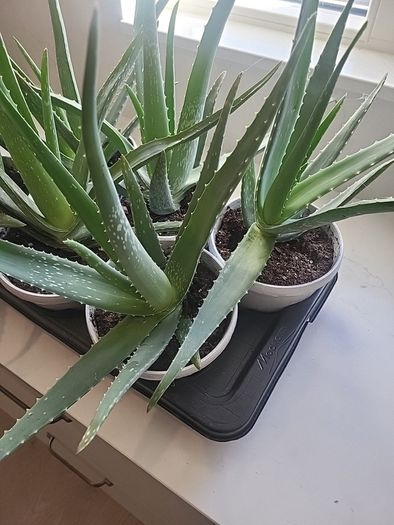 Aloe Vera plants