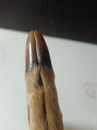 Mid Nineteenth Century Deer Hoof and Horn Page Turner