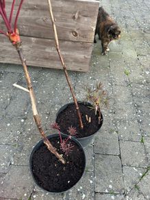 2 Peony Roses just about to flower