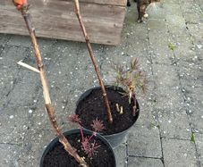 2 Peony Roses just about to flower
