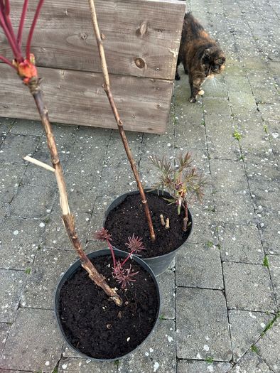 2 Peony Roses just about to flower
