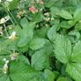 Wild Strawberry plant seedlings bare root Image 6