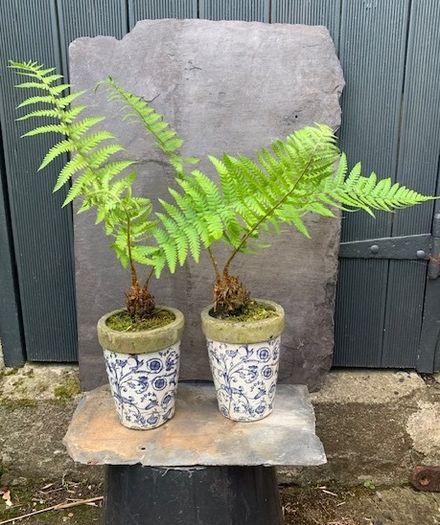 Two potted ferns
