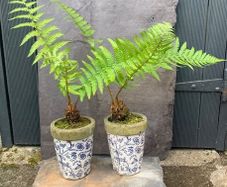 Two potted ferns