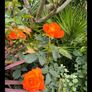 roses plants Image 2