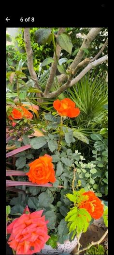 roses plants