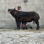 2 Super pb blue Texel hogget rams Image 5