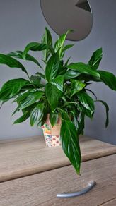 plant