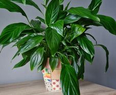 plant