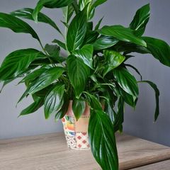plant