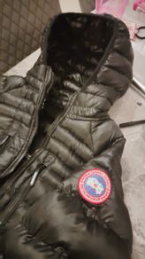Canada goose