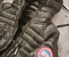 Canada goose
