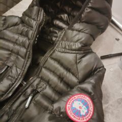 Canada goose