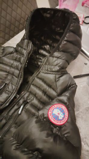 Canada goose