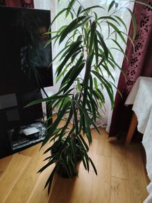 plant