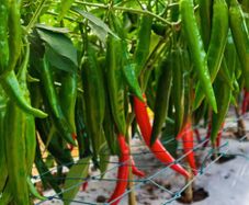 (P) Red Hot Chili Pepper Yanka seeds (111084)