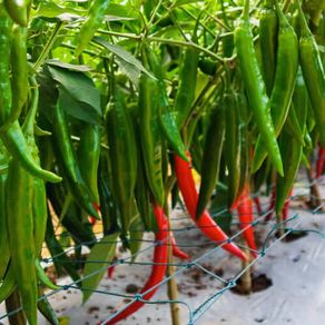 (P) Red Hot Chili Pepper Yanka seeds (111084)