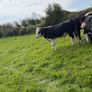 20 Hereford yearlings Image 8