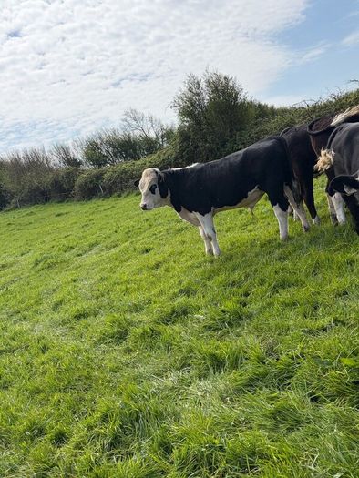 20 Hereford yearlings