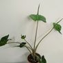 Alocasia Stingray Plant Image 3