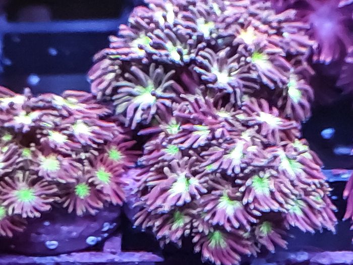 Tequilla sunrise gonipora