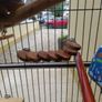 parrot cage for sale Image 3