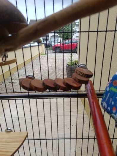 parrot cage for sale