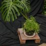 Indoor Plants - Monstera Deliciosa & Aloe Vera Image 6