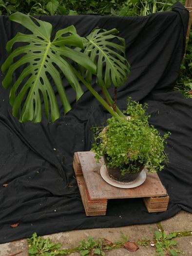 Indoor Plants - Monstera Deliciosa & Aloe Vera